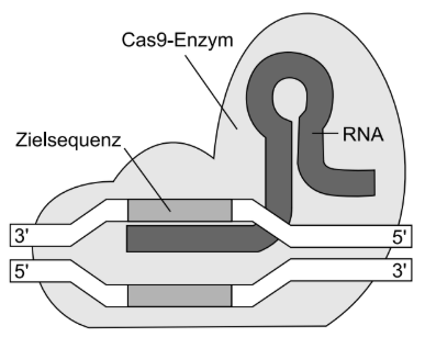 Schematische Darstellung des Cas9-Enzyms mit RNA und DNA-Zielsequenz.